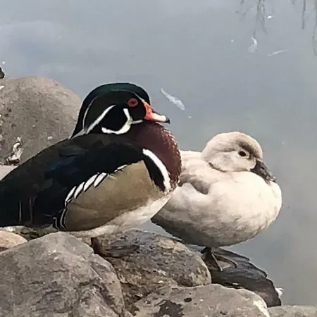 Mini Leon Inn Lalovo