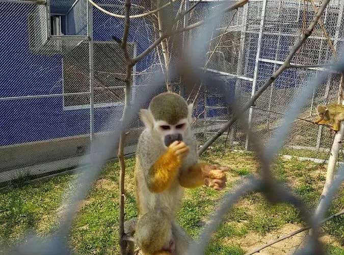 Mini Leon *
