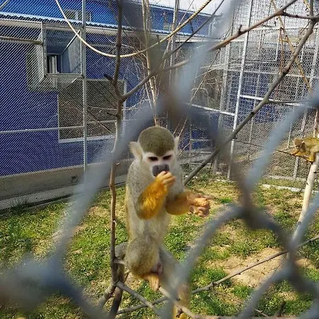 Mini Leon *